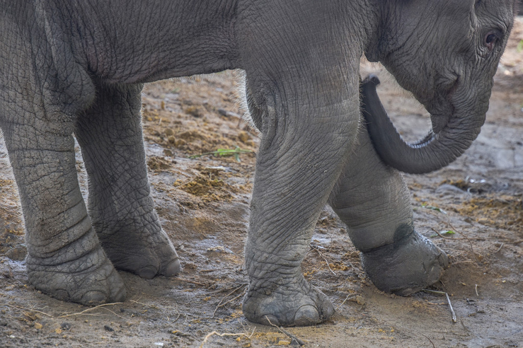 Berdasarkan data BBKSDA Riau, sudah ada tiga ekor anak gajah sumatera di tahun 2019 yang terkena jerat dan membuat kakinya cacat.