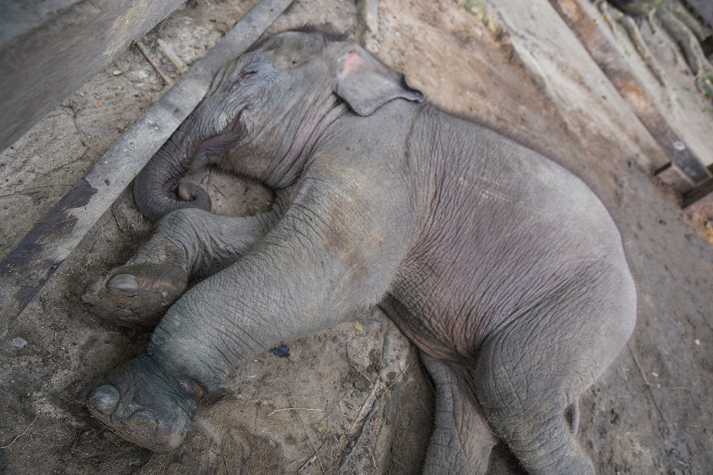 Untuk kasus di HTI milik PT RPI, gajah malang itu terjerat pada kaki kiri depan sehingga tidak bisa bergerak dan terpisah dari rombongannya.