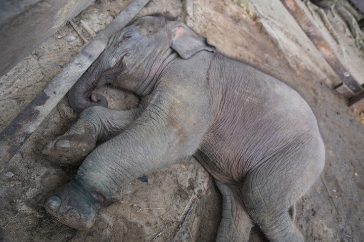 Untuk kasus di HTI milik PT RPI, gajah malang itu terjerat pada kaki kiri depan sehingga tidak bisa bergerak dan terpisah dari rombongannya.