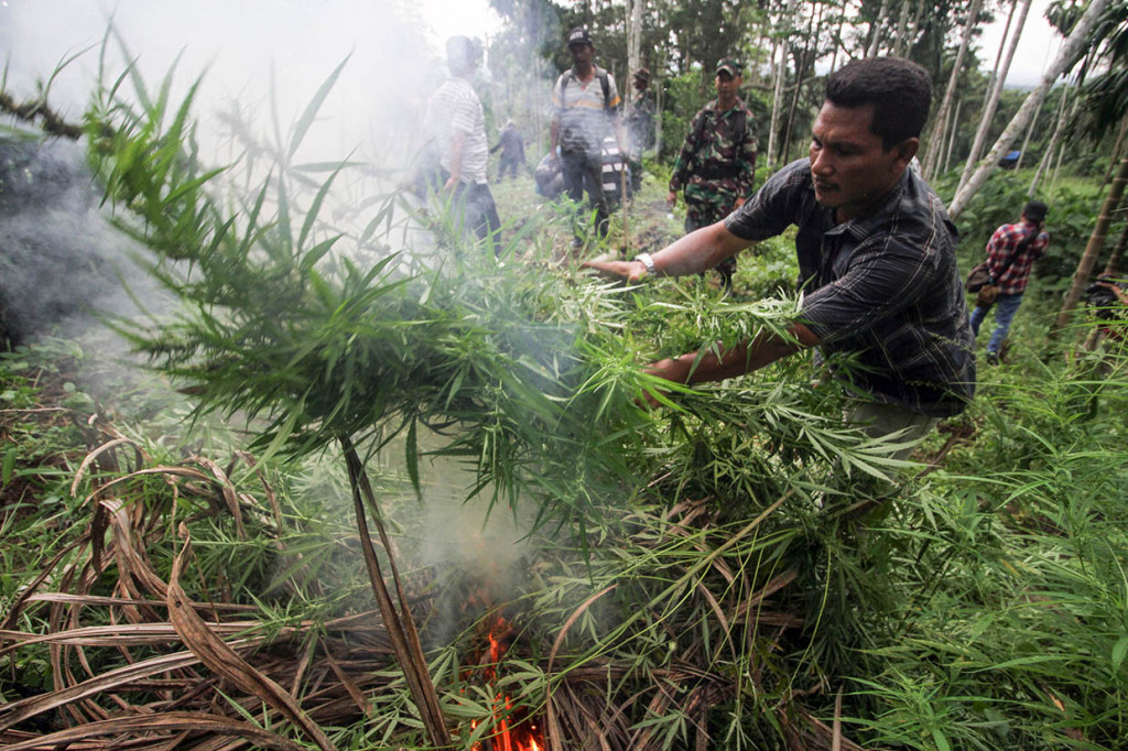 Personel gabungan TNI Kodim 0103 Aceh Utara dan Polisi Polres Lhokseumawe membakar batang ganja dalam operasi pemusnahan ladang ganja di perbukitan Lhok Drien, Sawang, Kabupaten Aceh Utara, Aceh.