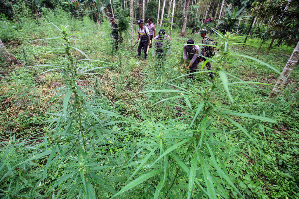 Personel gabungan TNI Kodim 0103 Aceh Utara dan Polisi Polres Lhokseumawe menebang dan mencabut batang ganja dalam operasi ladang ganja di perbukitan Lhok Drien, Sawang, Kabupaten Aceh Utara, Aceh.