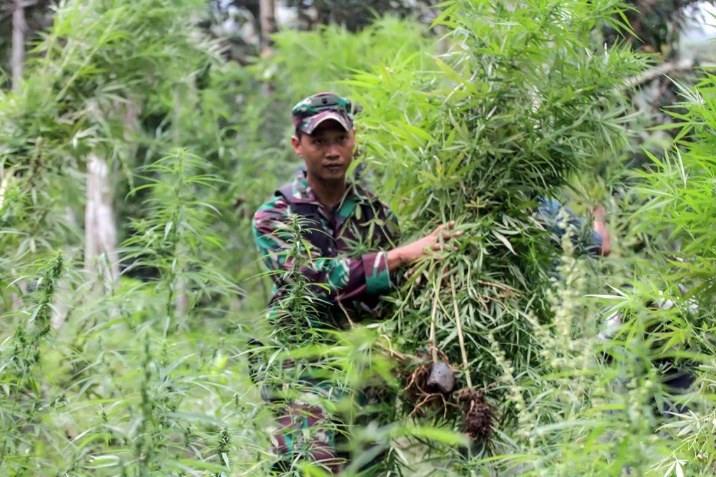 Dalam operasi gabungan itu aparat menemukan 52 hektare ladang ganja baru di 11 lokasi terpisah, terdiri dari ganja muda dan ribuan batang siap panen yang langsung di musnahkan dengan cara dibakar di lokasi.