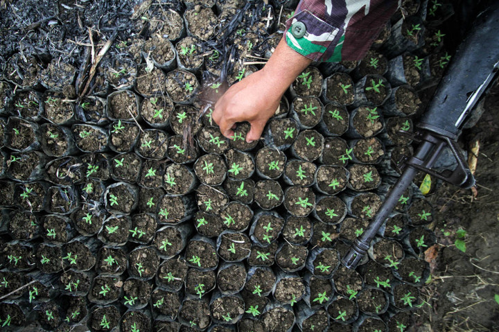 Selain itu, petugas juga menemukan bibit ganja siap tanam yang diperkirakan mencapai puluhan ribu polybag.