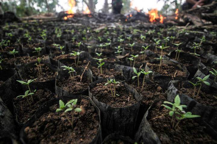 Aparat gabungan TNI Kodim 0103 Aceh Utara dan Polisi Polres Lhokseumawe membakar bibit ganja saat operasi ladang ganja di Dusun Uteuen Punti, Sawang, Kabupaten Aceh Utara.