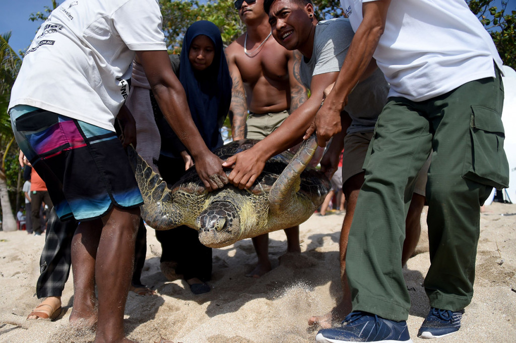 Warga dan wisatawan turut serta melepasliarkan penyu hijau (Chelonia mydas) sitaan di Pantai Kuta, Badung, Bali, Jumat, 20 Desember 2019. 