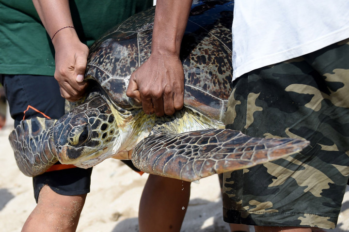 Enam dari tujuh penyu hijau yang disita Ditpolairud Polda Bali dari upaya penyelundupan tersebut dilepasliarkan ke habitatnya. Sementara satu lainnya masih dalam penanganan tim medis dan dalam pengawasan BKSDA di tempat konservasi.