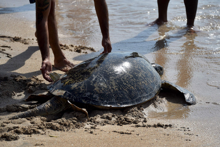 Ia menambahkan, pihaknya sejauh ini telah menggagalkan sembilan kali rencana penyelundupan penyu. 
