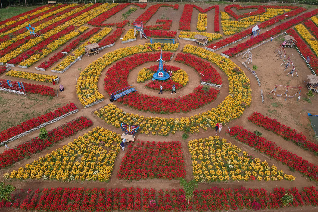 Pengunjung menikmati suasana Taman Bunga Celosia Gunung Medan, Dharmasraya, Sumatera Barat, Senin, 23 Desember 2019. 
