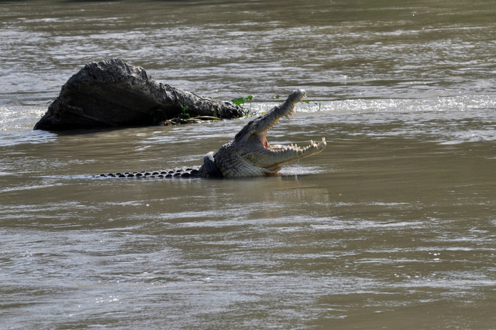 Seekor buaya liar yang terjerat ban bekas sepeda motor kembali menampakkan diri di Sungai Palu, Sulawesi Tengah, Rabu, 25 Desember 2019. Antara Foto/Mohammad Hamzah