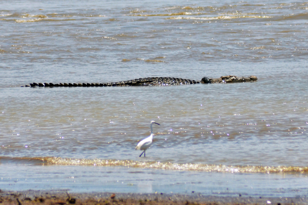 Buaya dengan panjang sekitar empat meter itu sudah terjerat ban sejak 2016, tapi hingga kini belum ada tindakan lanjutan untuk membebaskan dari belenggu tersebut. MI/M Taufan SP Bustan