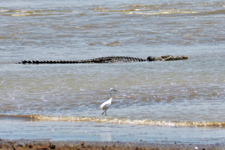 Buaya dengan panjang sekitar empat meter itu sudah terjerat ban sejak 2016, tapi hingga kini belum ada tindakan lanjutan untuk membebaskan dari belenggu tersebut. MI/M Taufan SP Bustan