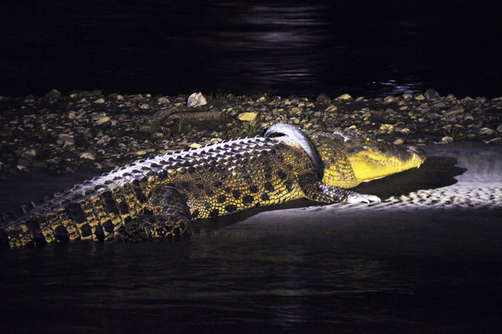 Sebelumnya telah dilakukan beberapa kali percobaan untuk membebaskan buaya tersebut dari belenggu ban, namun tidak membuahkan hasil. Beberapa upaya yang dilakukan seperti pemasangan perangkap dan penebaran jaring. Antara Foto/Mohammad Hamzah