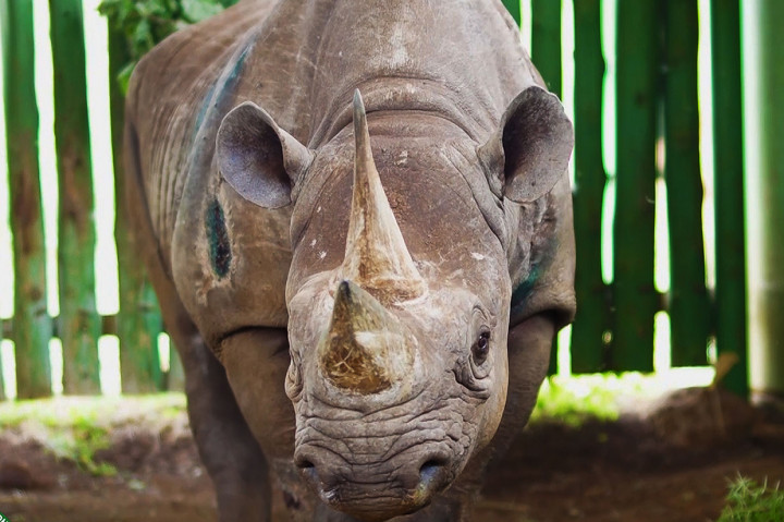 Fausta, seekor badak tertua di dunia mati di Tanzania pada usia 57 tahun. Badak jenis eastern black rhino, pertama kali terlihat di kawah Ngorongoro pada 1965, saat berumur tiga tahun.
