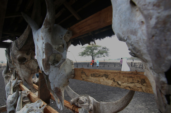 Wisatawan menikmati suasana di Savana Bekol, Taman Nasional Baluran, Situbondo, Jawa Timur.