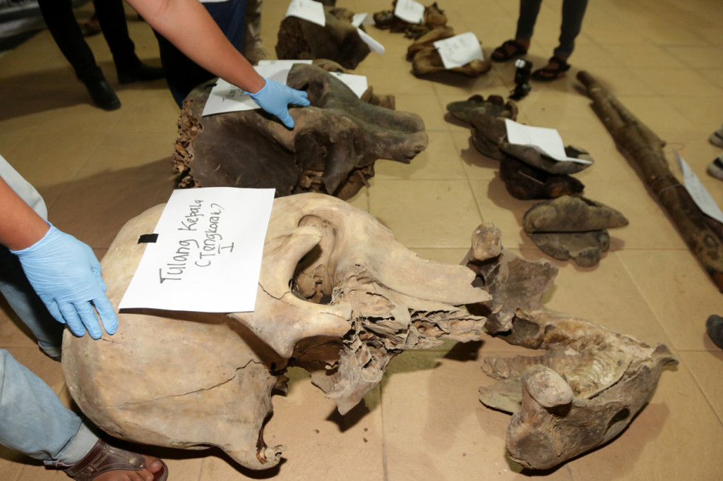 Petugas Balai Konservasi Sumber Daya Alam (BKSDA) Aceh dan personil Reskrim Polres Aceh Jaya memperlihatkan tulang-tulang gajah sumatra (Elephas maximus sumatranus) di Mapolres Aceh Jaya, Aceh.