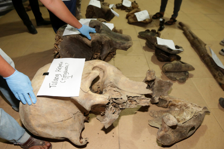 Petugas Balai Konservasi Sumber Daya Alam (BKSDA) Aceh dan personil Reskrim Polres Aceh Jaya memperlihatkan tulang-tulang gajah sumatra (Elephas maximus sumatranus) di Mapolres Aceh Jaya, Aceh.