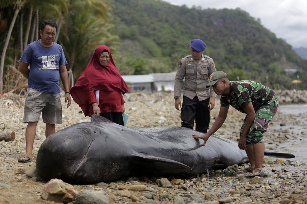 Menurut keterangan warga setempat, paus pilot dengan panjang sekitar lima meter tersebut sempat berenang di tepian pantai sebelum akhirnya terdampar dan mati akibat air laut surut.