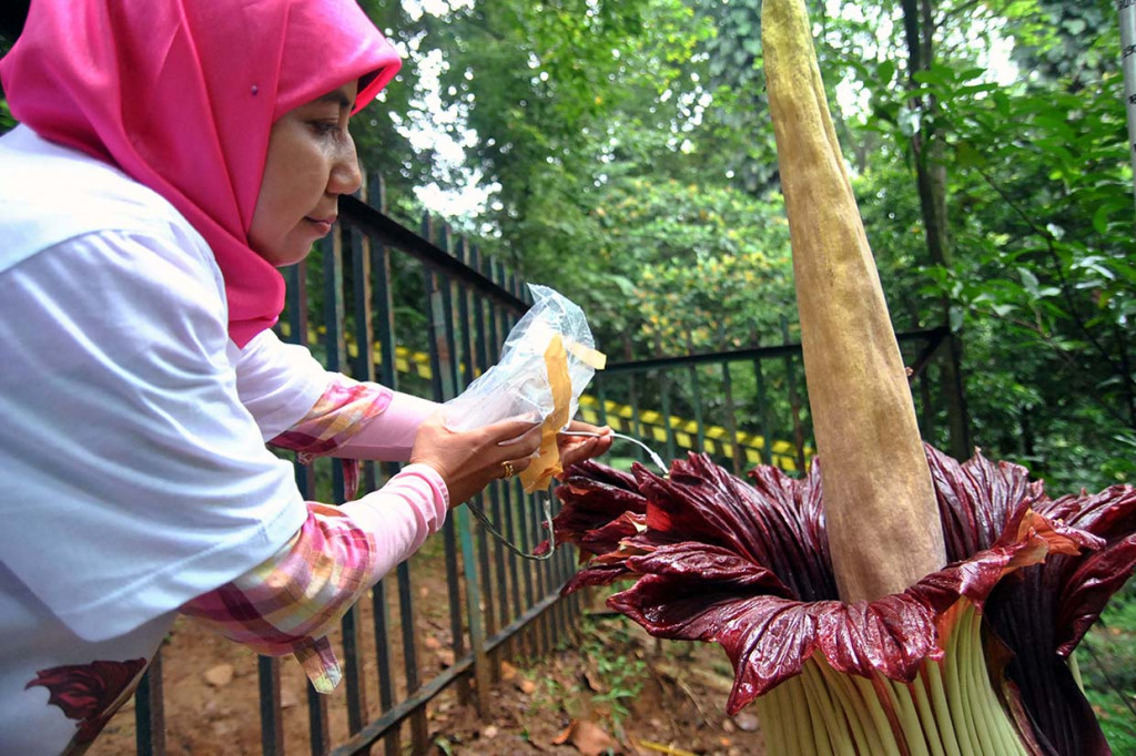 Peneliti Pusat Penelitian Konservasi Tumbuhan dan Kebun Raya LIPI Dian Latifah memeriksa suhu bunga bangkai (Amorphophallus titanum) yang mekar sempurna di Kebun Raya Bogor, Jawa Barat, Sabtu, 4 Januari 2020.