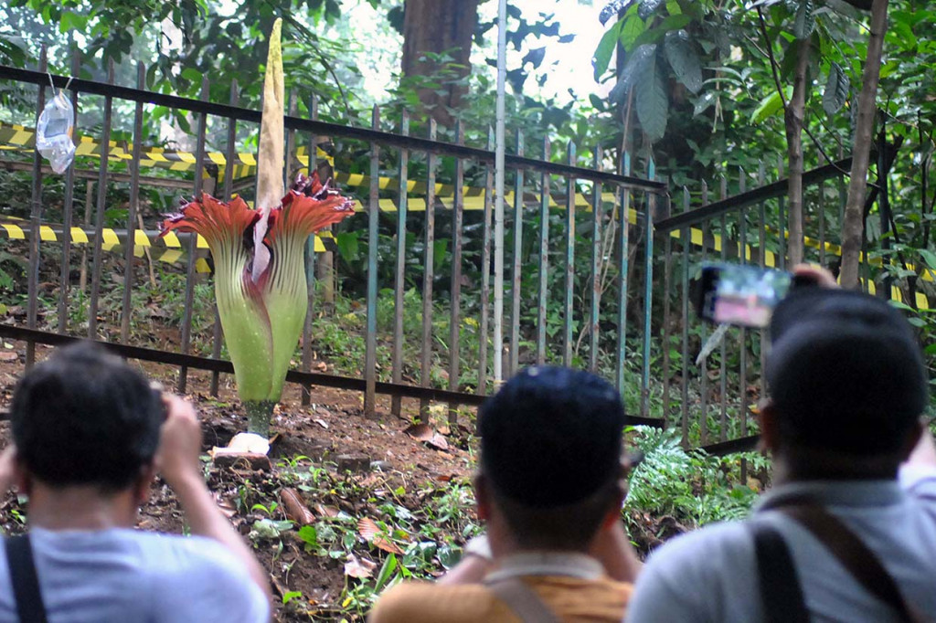 Bunga bangkai yang masuk kategori tumbuhan langka dan keberadaannya dilindungi tersebut memiliki tinggi bunga mencapai 194 cm dan beratnya dapat mencapai 117 kilogram.
