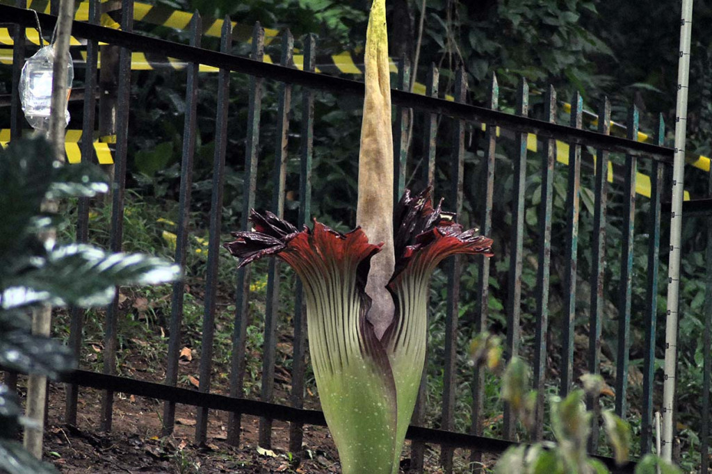 Bunga bangkai (Amorphophallus titanum) tersebut mekar sempurna pada Jumat, 3 Januari 2020 sekitar pukul 19.30 WIB. Setelah mekar sempurna, bunga perlahan-lahan akan menutup kembali seperti kuncup.