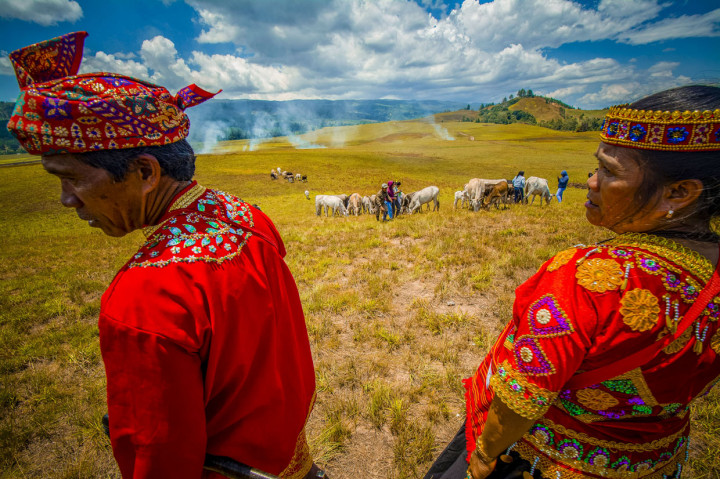 Suwardi akan memastikan hewan ternak seperti kerbau dan sapi siap digembalakan ke padang savana yang lebarnya seluas mata memandang.