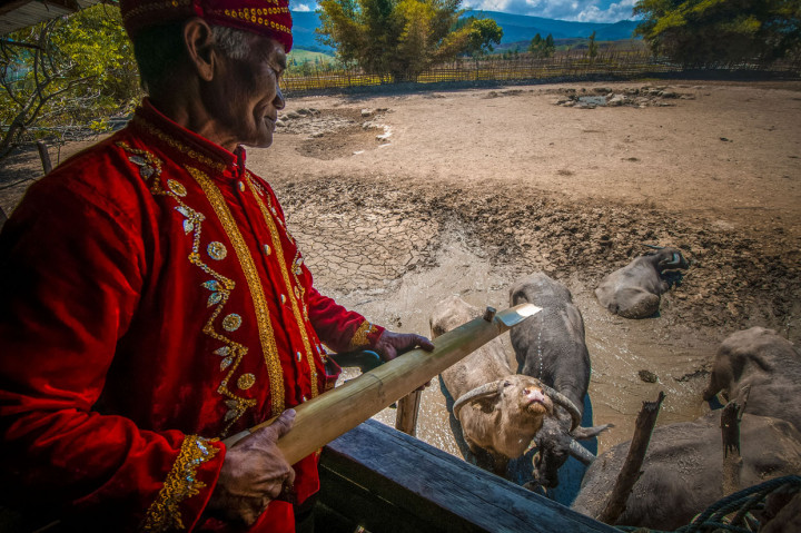 Kabut masih menyelimuti Lembah Lore. Embun pagi pun masih menetes di ujung dedaunan. Tetapi Suwardi Tudai, Ketua Penggembala di peternakan leluhur di Desa Winowanga, Lore Timur, Kabupaten Poso, Sulawesi Tengah itu sudah beranjak dari peraduannya.