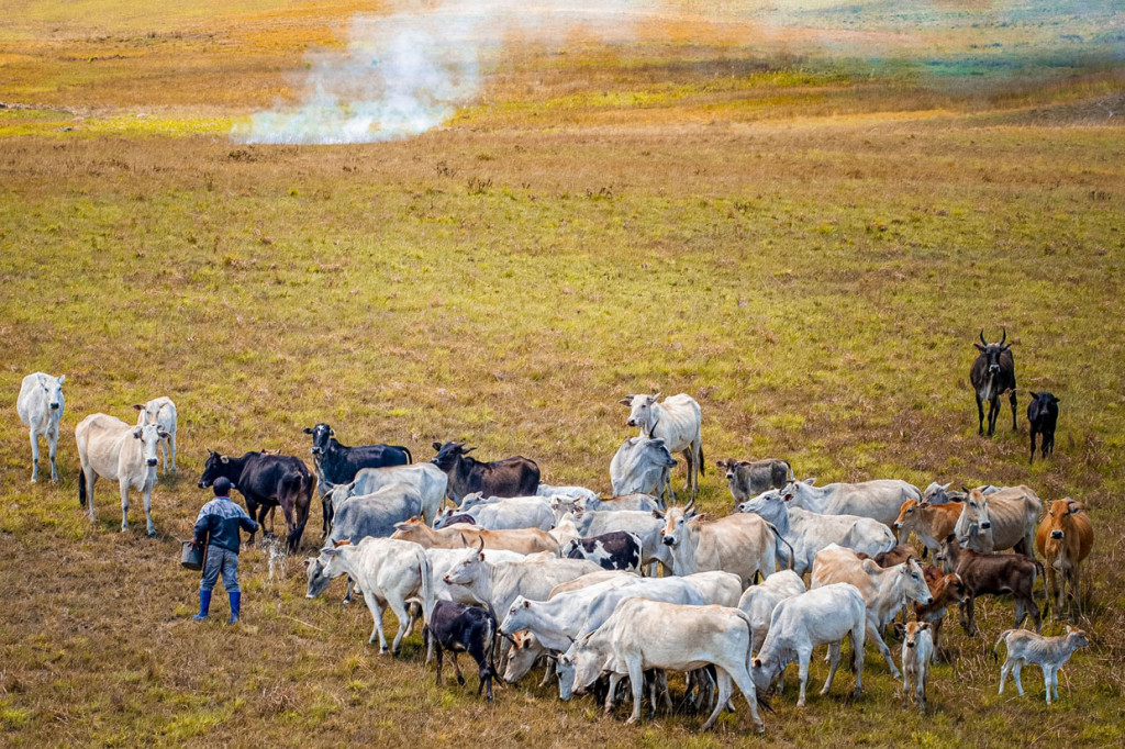 Begitulah setiap harinya, ratusan kerbau dan sapi diternakkan di lahan seluas 2.500 hektare itu.