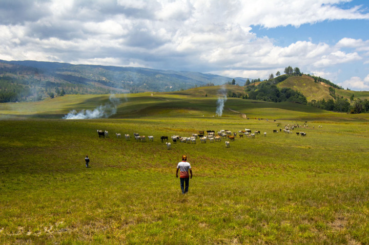 Kehadiran lembaga adat di peternakan leluhur itu bukan tanpa alasan, karena seluruh hasil peternakan hanya akan didistribusikan untuk kegiatan-kegiatan yang bersifat tradisi yang melanggengkan adat.