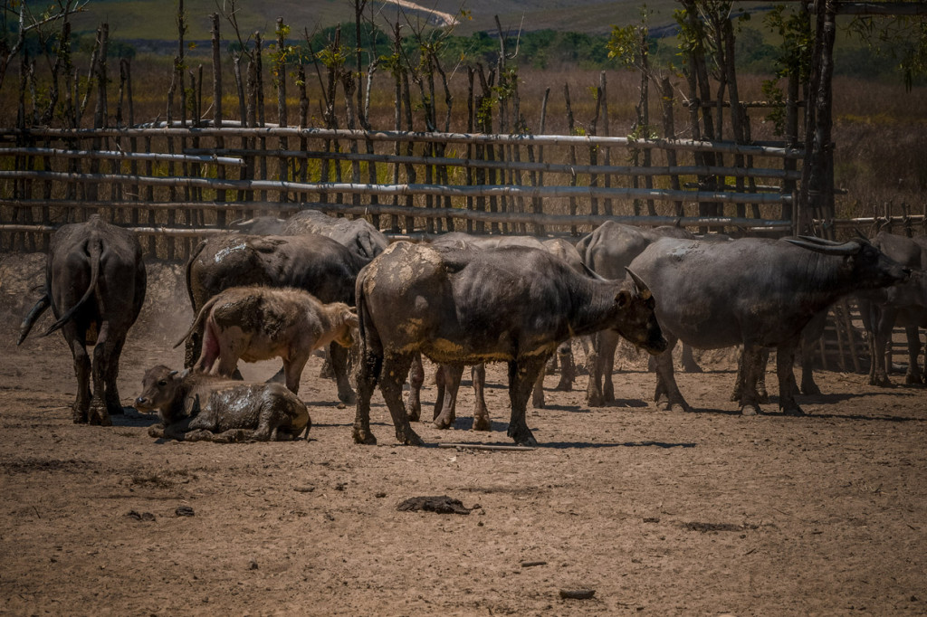 Angka fertilitas atau kelahiran hewan ternak di peternakan itu terbilang sangat rendah. Bagaimana tidak, jumlah ternak pejantan terhadap terhadap betina rasionya hanya 1:12, padahal idealnya adalah 1:5.