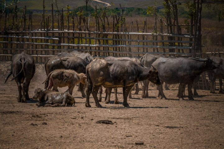 Angka fertilitas atau kelahiran hewan ternak di peternakan itu terbilang sangat rendah. Bagaimana tidak, jumlah ternak pejantan terhadap terhadap betina rasionya hanya 1:12, padahal idealnya adalah 1:5.