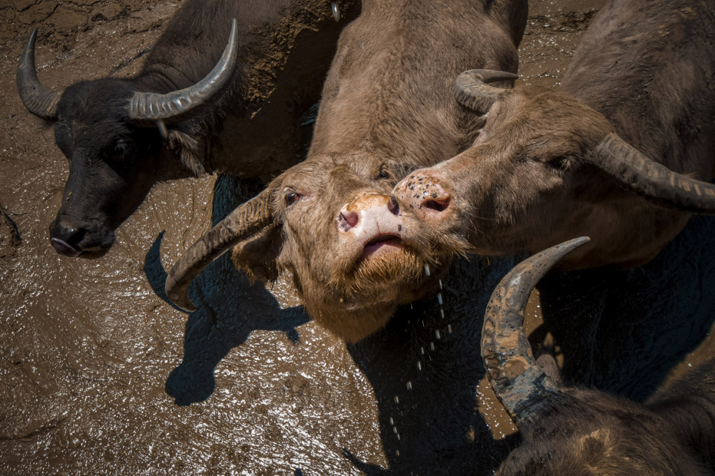 Meski langgeng hingga kini, kearifan mengelola peternakan leluhur itu bukan tanpa masalah. Persoalan bibit atau anakan kerbau dan sapi sering menjadi ganjalan utama. 