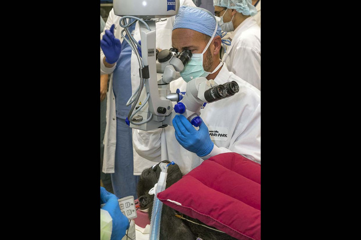Gorila dataran rendah barat jenis kelamin betina berusia 3 tahun, Leslie, dikelilingi oleh dokter spesialis mata, dokter hewan, dan ahli perawatan hewan saat ia menjalani operasi katarak di UC San Diego Health in San Diego, California pada 10 Desember 2019.
