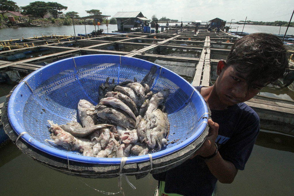 Pekerja membawa ikan kerapu yang mati mendadak di dalam keramba di kawasan Daerah Aliran Sungai (DAS) Cunda, Lhokseumawe, Aceh, Rabu, 8 Januari 2020. 