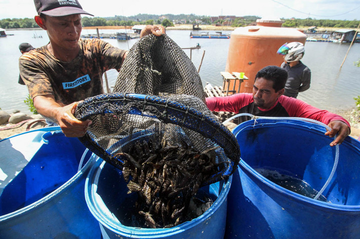 Untuk menyelamatkan ikan sungai sekaligus meminalisir kerugian, para petani keramba mengevakuasi sisa bibit ikan kerapu dari aliran air Sungai Cunda. 