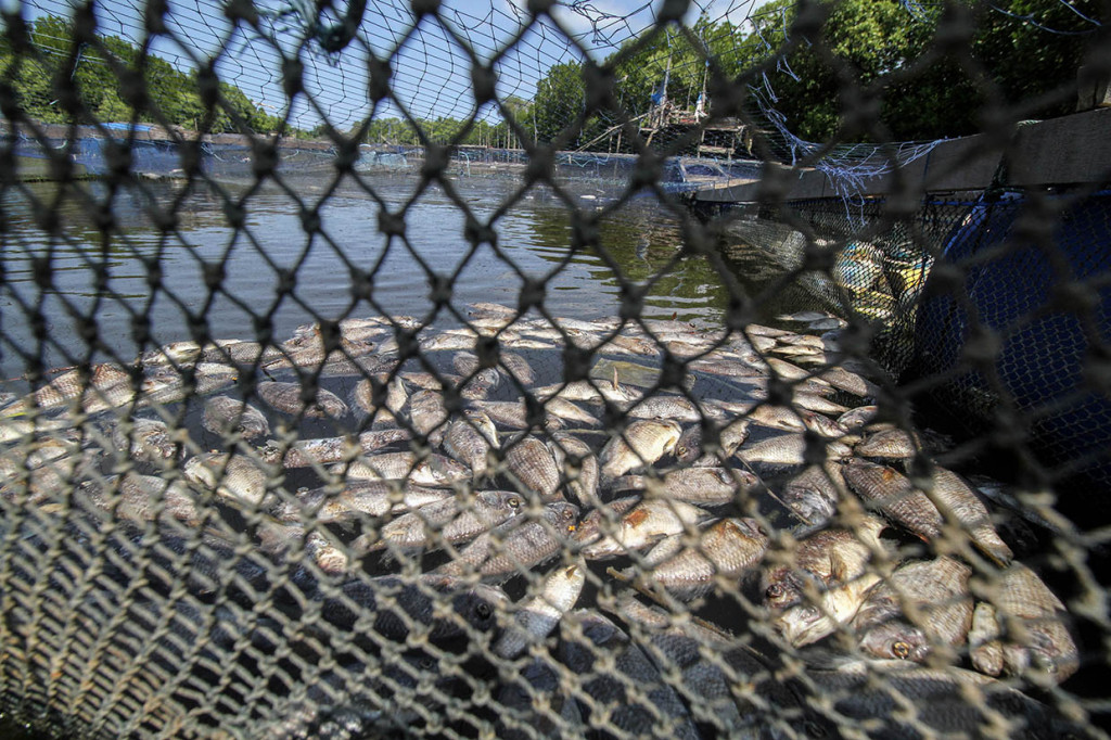 Ribuan bibit ikan jenis mujair, kakap, dan kerapu kualitas ekspor siap panen budidaya petani keramba di aliran sungai itu mati mendadak, diduga akibat air DAS tercemar limbah berbahaya. 