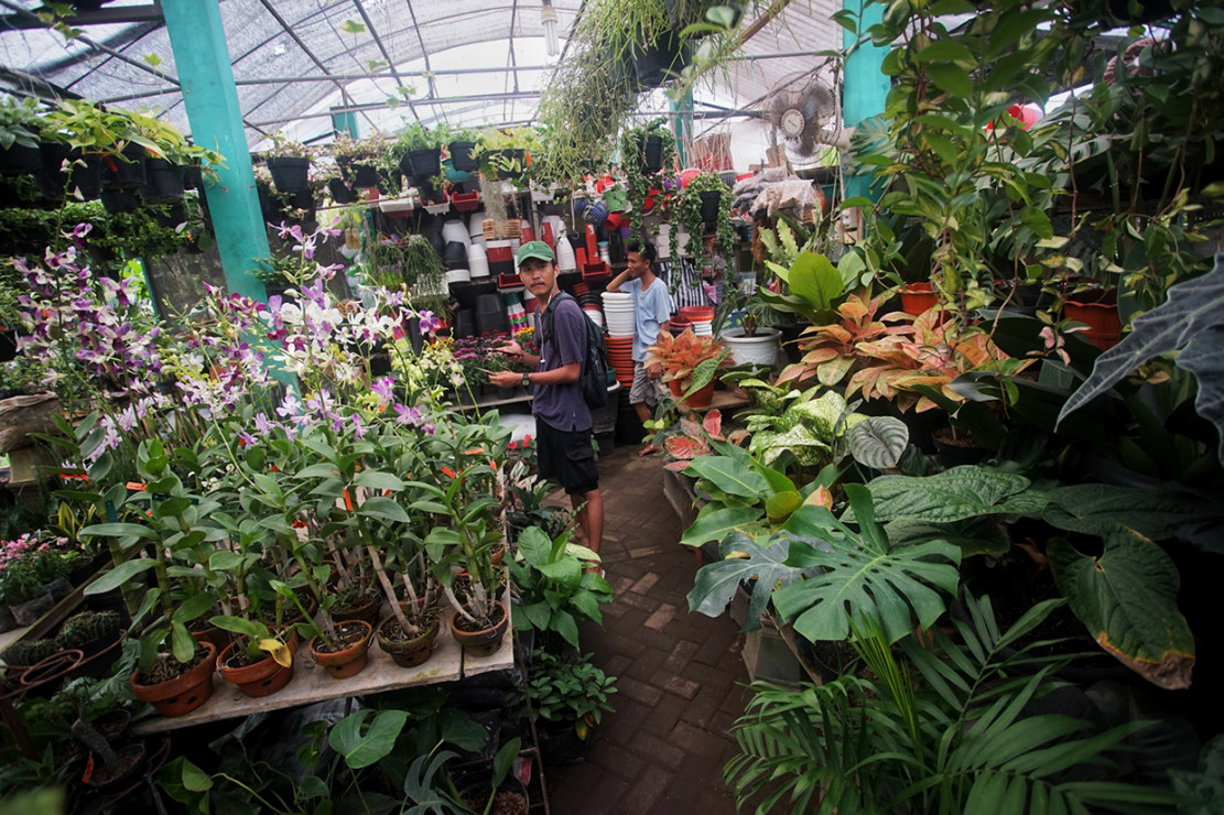 Ayo Kunjungi Pasar  Tanaman  Hias  Yogyakarta Medcom id