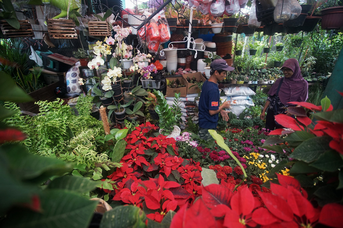 Ayo Kunjungi Pasar  Tanaman  Hias  Yogyakarta Medcom id