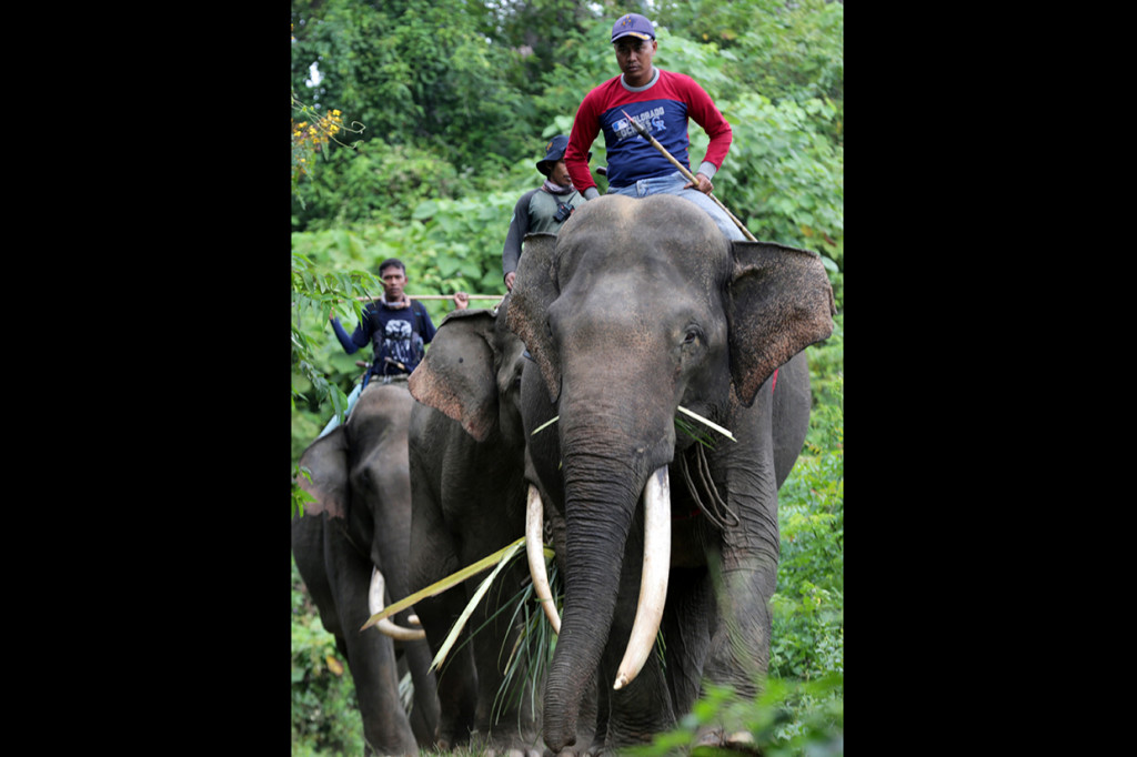 Mila, Balai Konservasi Sumber Daya Alam (BKSDA) Aceh dan warga melaksanakan patroli dengan gajah jinak sumatra yang didatangkan dari Pusat Latih Gajah (PLG) Saree di Kabupaten Pidie, Aceh, Sabtu, 11 Januari 2020. 
