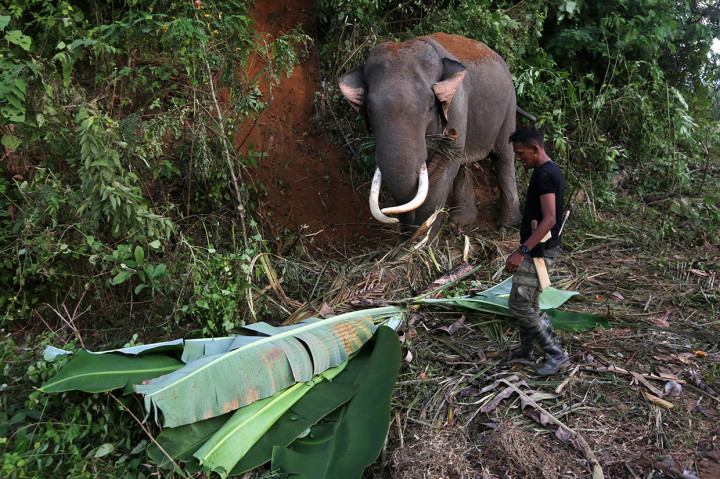 Beberapa lokasi konflik gajah liar dengan masyarakat di Kabupaten Pidie, yakni di kawasan Geumpang, Mila, dan Tiro. Kawanan gajah liar ada yang sudah mendekati pemukiman penduduk. Kebun dan gubuk milik masyarakat juga ada yang dirusak kawanan gajah liar.