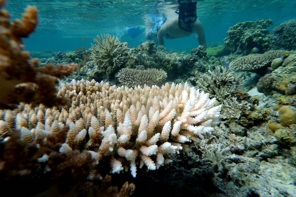 Wisatawan melakukan selam dangkal (snorkeling) di Pulo Cinta Ecoresort di Botumoito, Kabupaten Boalemo, Gorontalo, Sabtu, 11 Januari 2020. 