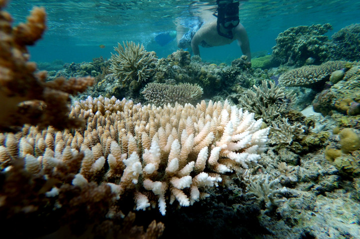 Wisatawan melakukan selam dangkal (snorkeling) di Pulo Cinta Ecoresort di Botumoito, Kabupaten Boalemo, Gorontalo, Sabtu, 11 Januari 2020. 