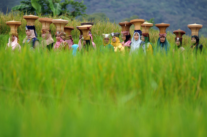 Sejumlah peserta berjalan di pematang sawah saat mengikuti tradisi 