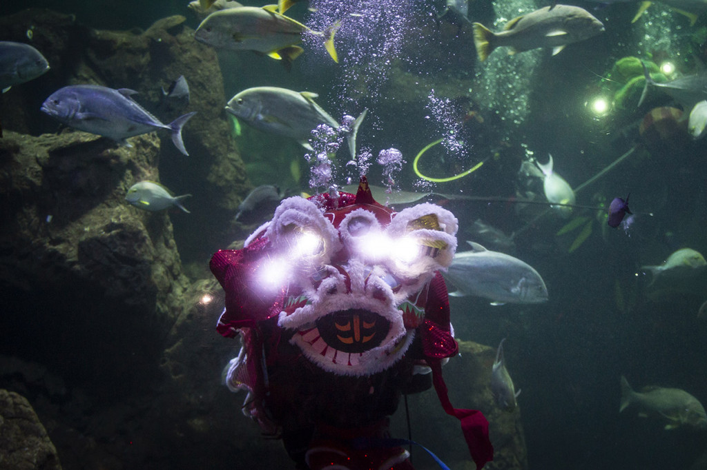 Barongsai beraksi menghibur pengunjung dalam pertunjukan bertajuk 