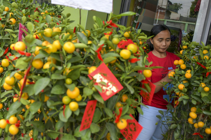 Selain ikan bandeng, pohon jeruk kim kit atau jeruk imlek banyak dicari pembeli menjelang perayaan Imlek. Pohon tersebut dipercaya bisa membawa keberuntungan. Pohon jeruk imlek dijual antara Rp800 ribu sampai Rp2,5 juta.
