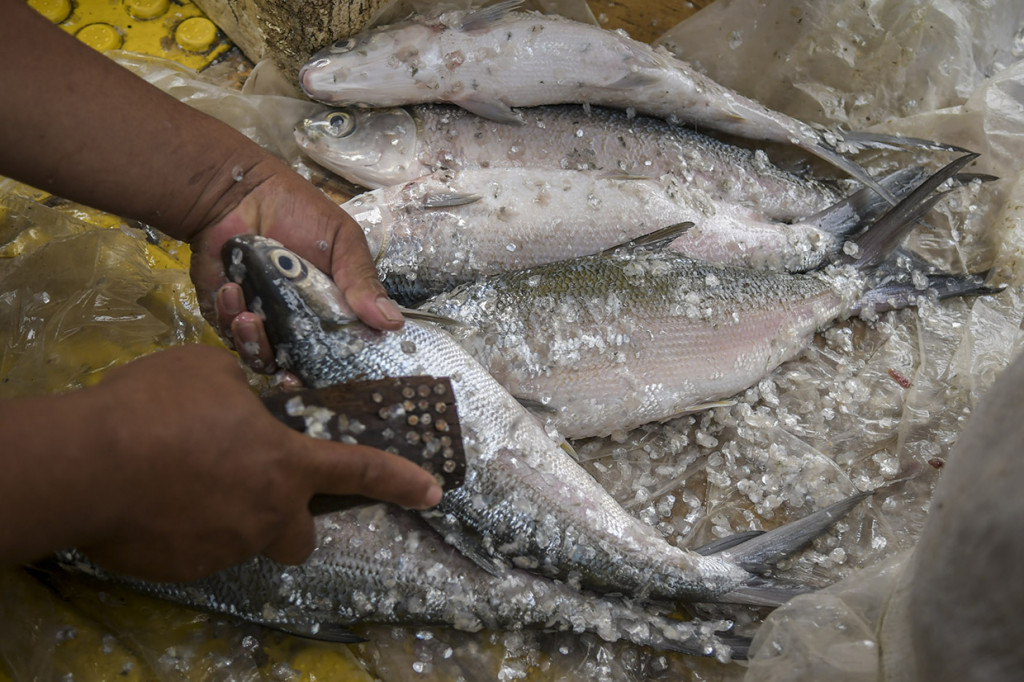 Ikan tersebut dijual dengan harga Rp65.000 hingga Rp85.000 per kilogram. 