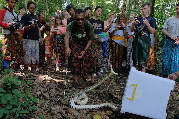 Wisatawan menyaksikan pelepasan ular sanca kembang (Malayopython reticulatus) di kawasan hutan Pura Luhur Besi Kalung, Tabanan, Bali.