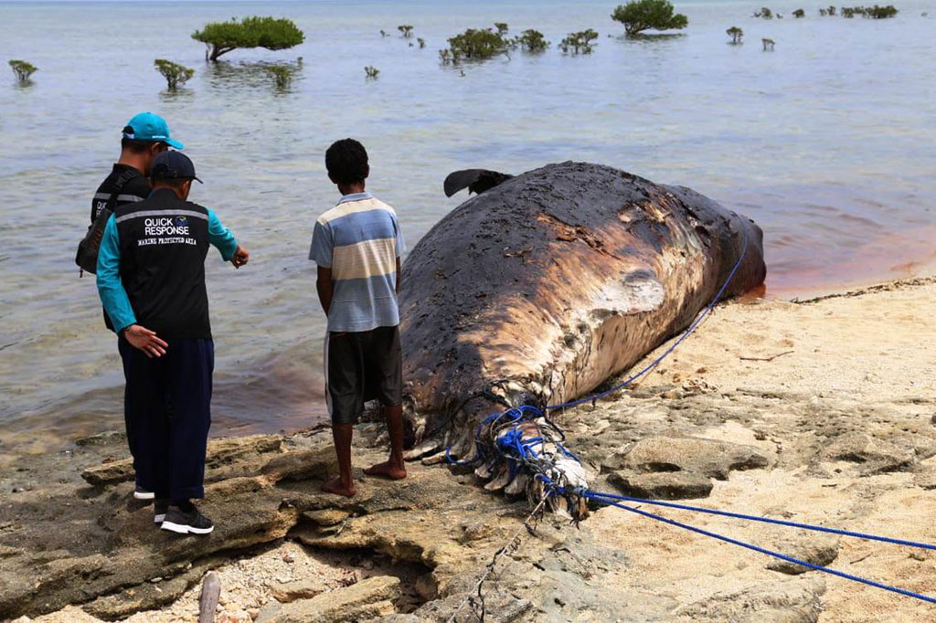 Balai Kawasan Konservasi Perairan Nasional (BKKPN) Kupang menyatakan paus tersebut pertama kali ditemukan oleh para nelayan di desa itu terdampar di hutan mangrove dengan badan yang sudah membengkak serta mulut yang sudah hilang.