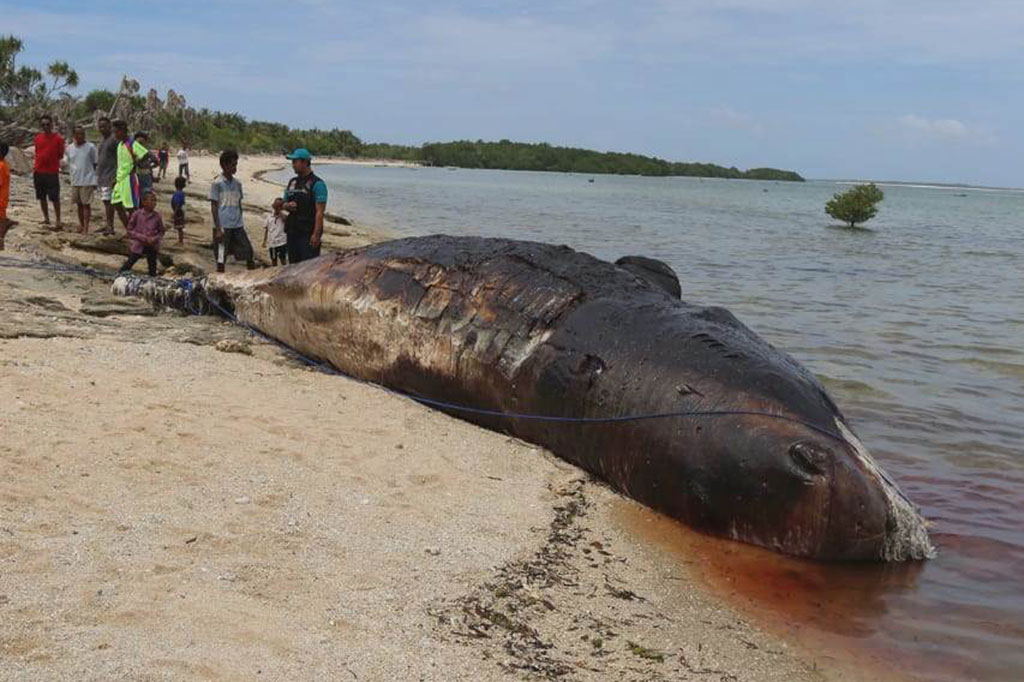 Petugas dari Balai Kawasan Konservasi Perairan Nasional (BKKPN) Kupang mengamati seekor ikan paus jenis Sperma yang mati di pesisir pantai Desa Tasilo, Kabupaten Rote Ndao, NTT, Minggu, 26 Januari 2020. 