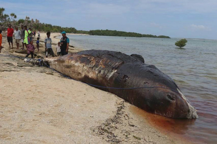 Petugas dari Balai Kawasan Konservasi Perairan Nasional (BKKPN) Kupang mengamati seekor ikan paus jenis Sperma yang mati di pesisir pantai Desa Tasilo, Kabupaten Rote Ndao, NTT, Minggu, 26 Januari 2020. 