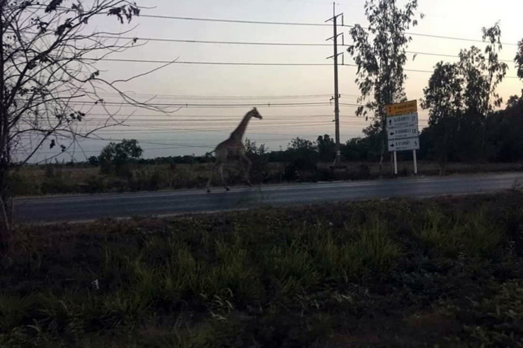 Sebelumnya, sepasang jerapah diangkut dari Bandara Suvarnabhumi, Bangkok menuju ke sebuah kebun binatang baru di Provinsi Prachiburi, Thailand. Saat truk berhenti di persimpangan, kedua jerapah tersebut melompat keluar dan lari.